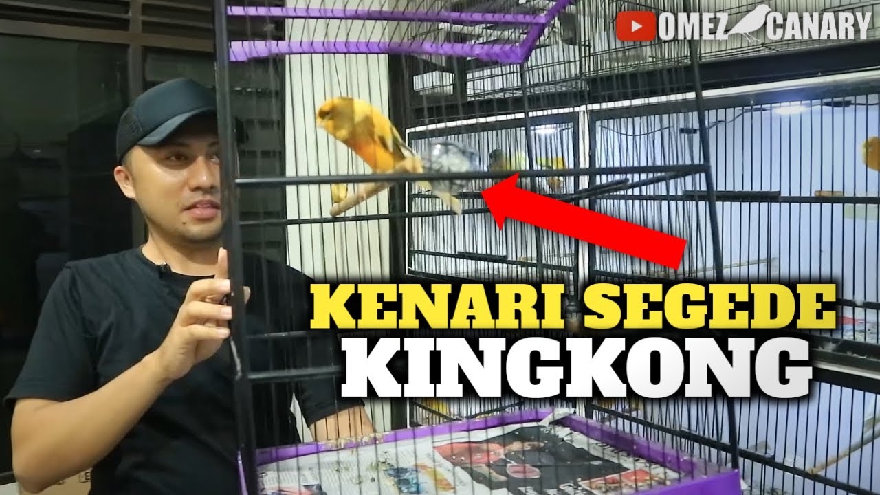 Kira-kira Harga berapa ya? Kenari gacor segede ini | Yorkshire big size