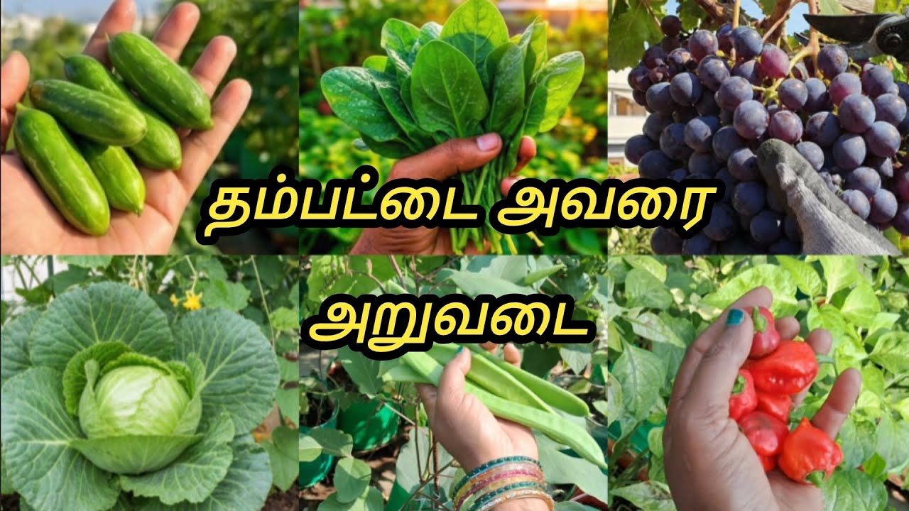 மாடித்தோட்டத்தில் Bumper அறுவடை | | Harvest In Our Terrace Garden | | Trending | | Terrace Garden