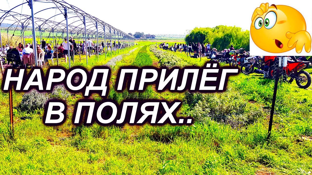 702.Самая большая ферма специй и трав. Израиль