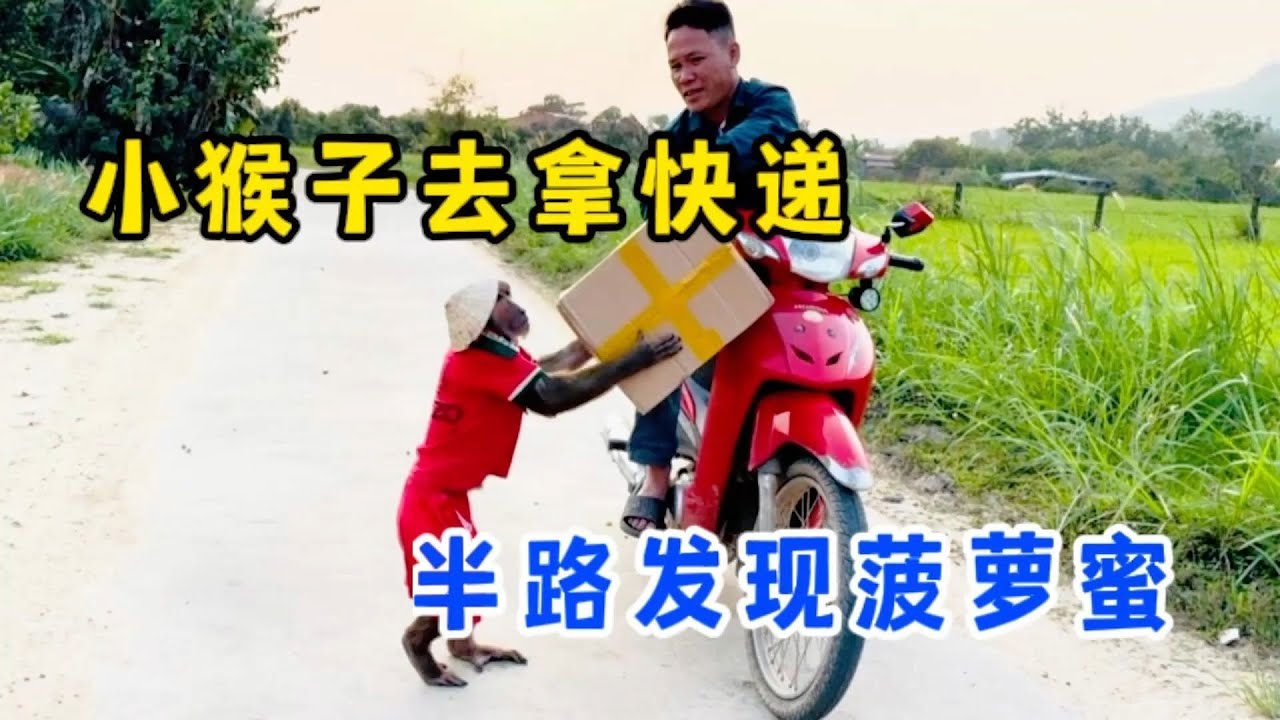 小猴子去拿快递，半路摘菠萝蜜，带回家跟妈妈一起吃