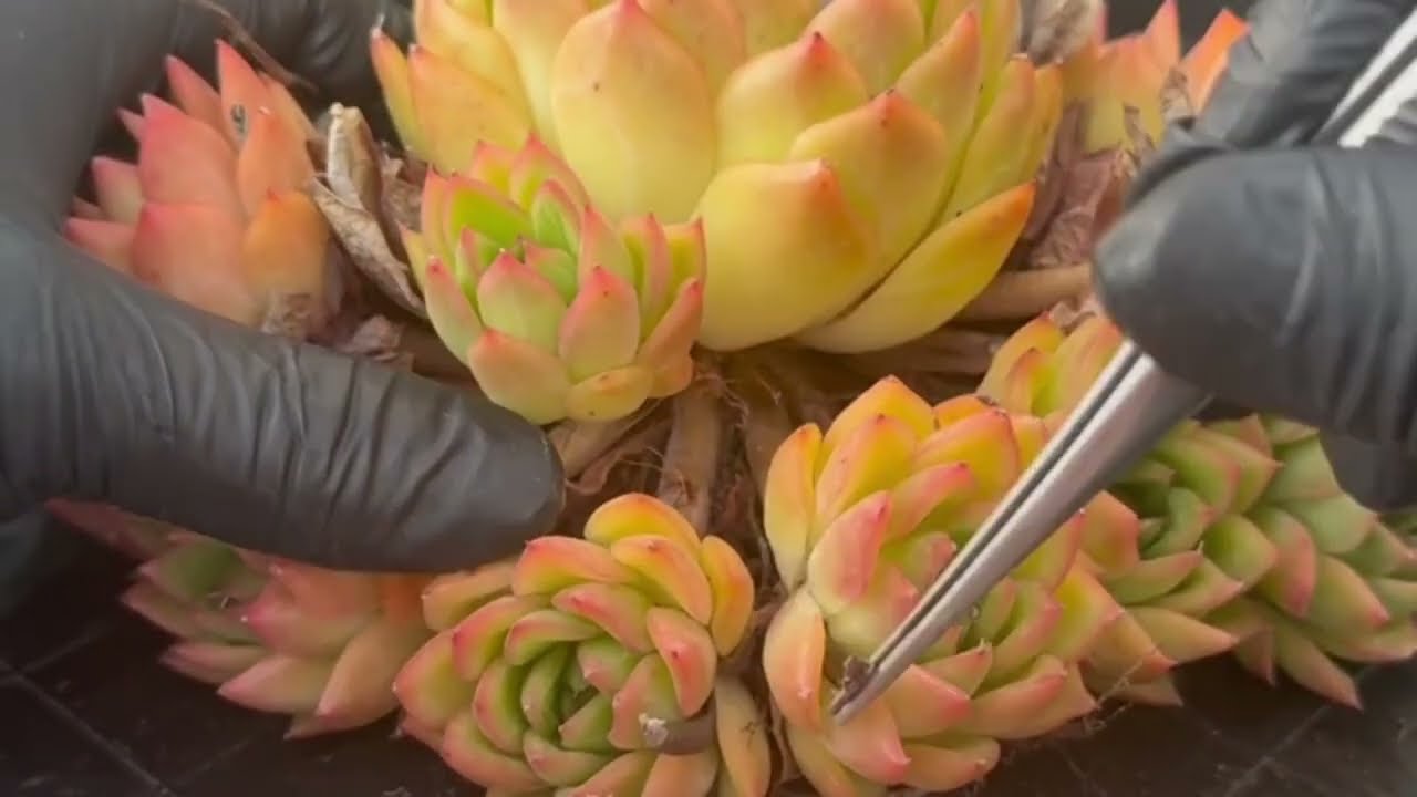 Immersive succulent leaf removal 🍂 Super stress-relieving.