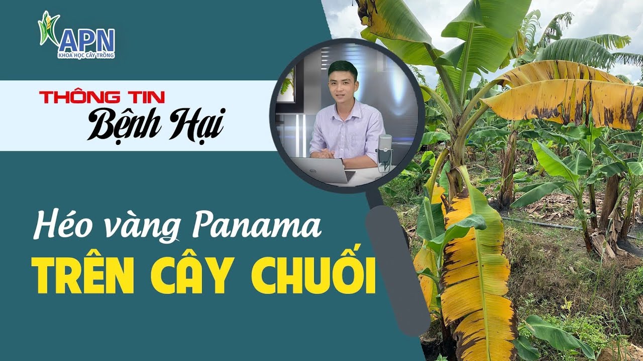 APN - HƯỚNG DẪN TRỊ BỆNH HÉO RŨ VÀNG LÁ TRÊN CÂY CHUỐI