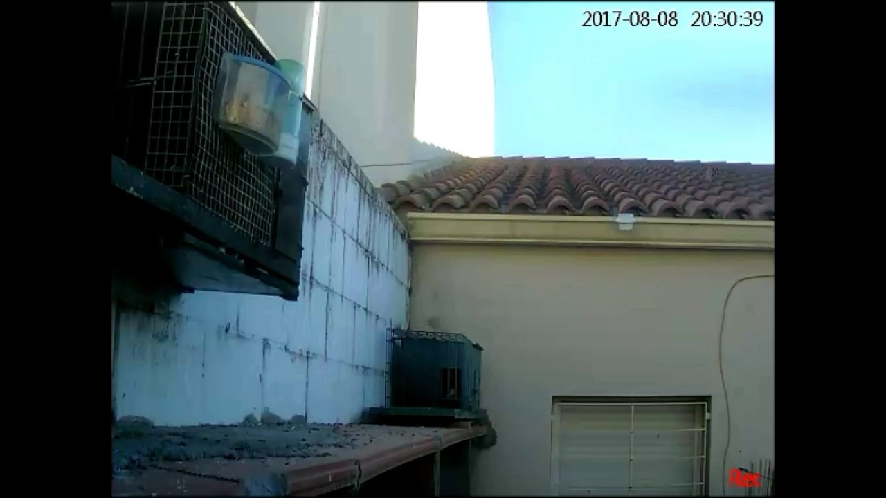 Palomos baleares en zafra
