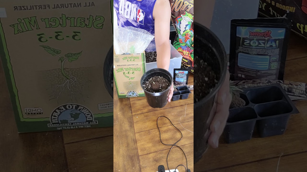 How to transplant a root plug into a one gallon pot
