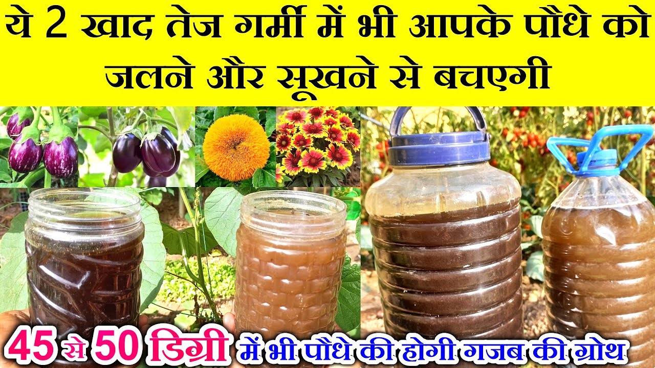 गरमी में डालें 2 ठंडी खादें, आपके पौधे बिल्कुल हरे भरे रहेंगे / Summer fertilizer for Your plants