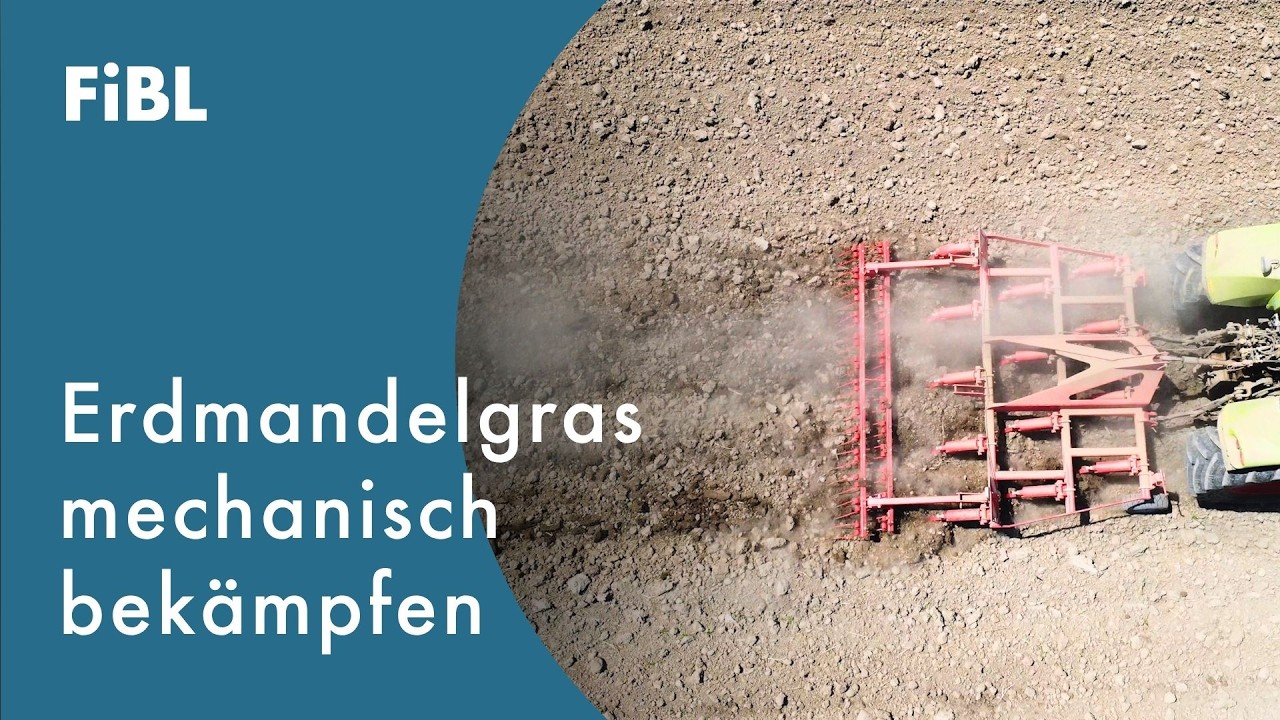 Schwarzbrache gegen Erdmandelgras