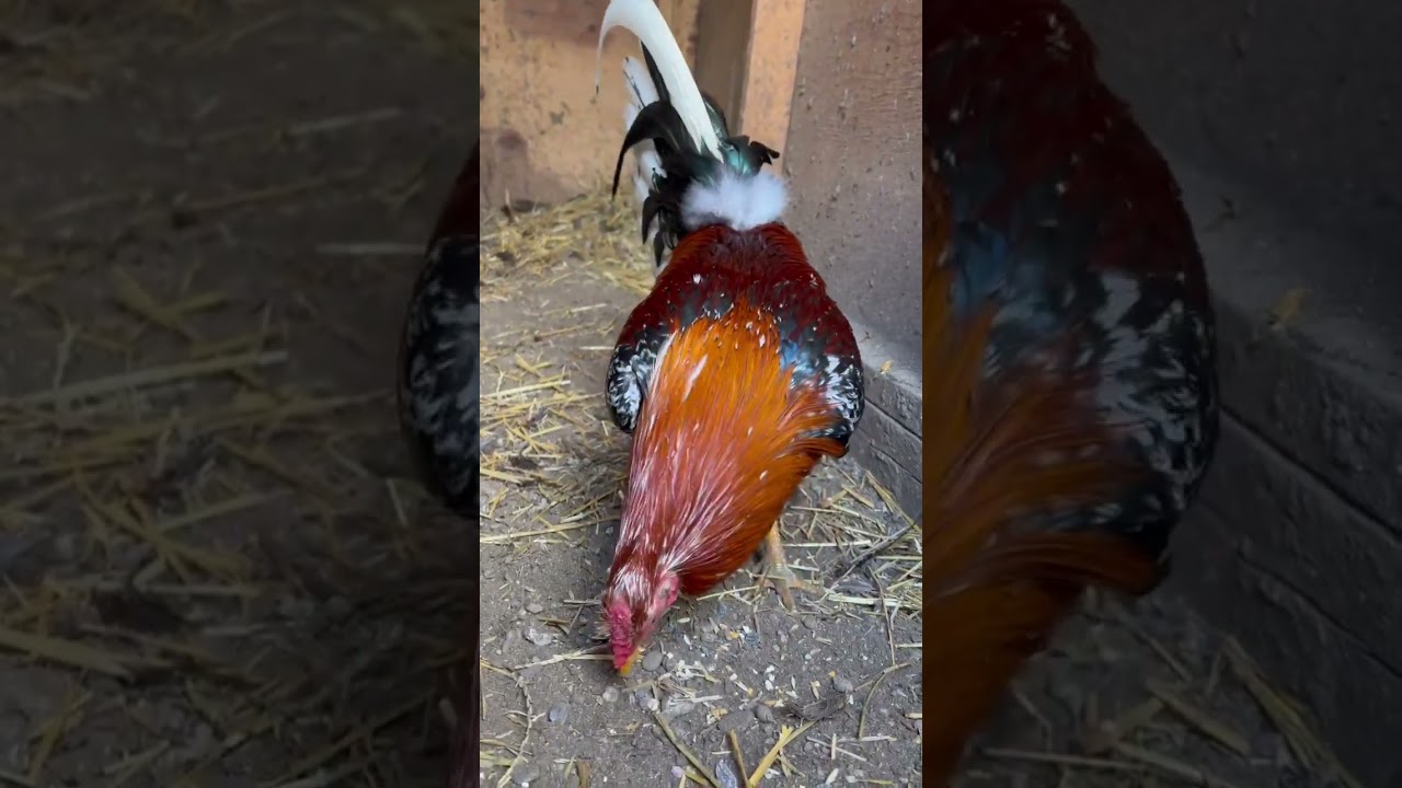 Ramblin’ Fowl and History: Whitehackle Muff, Pt. III