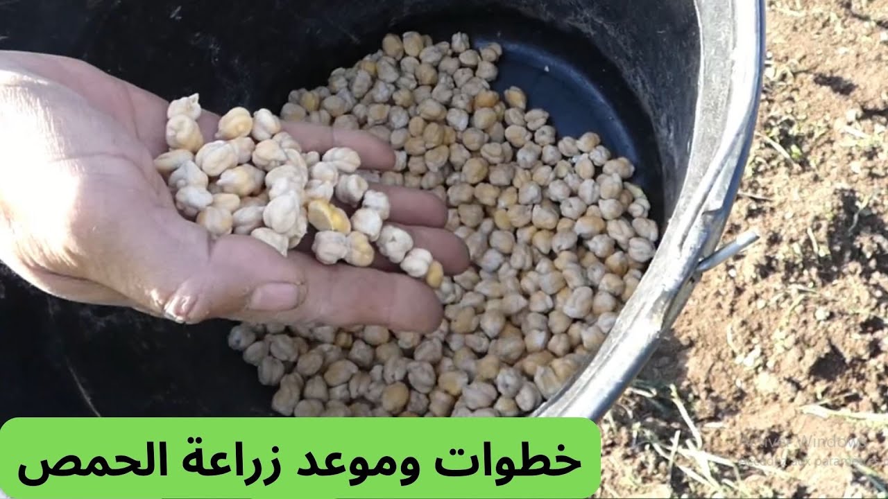 كيف تزرع الحمص: متى وكيف نزرع الحمص خطوة بخطوة .#قناة_الظهرة_الفلاحية