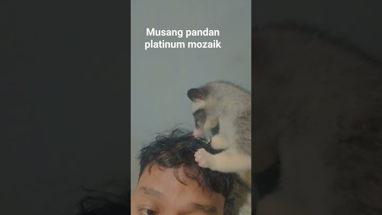 di rawat seperti anak sendiri...si musang pandan platinum mozaik 
