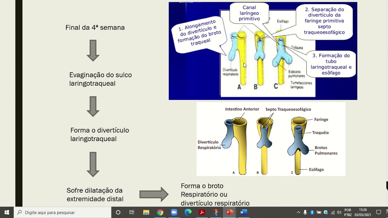 Embriologia - Sistema respiratório - Parte 1