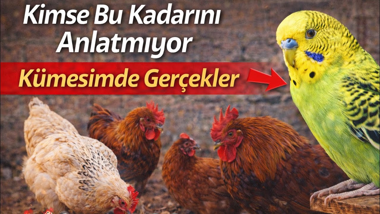 Kimse Bu Kadarını Anlatmıyor | Kümesimde Gerçekler 🐔🦜