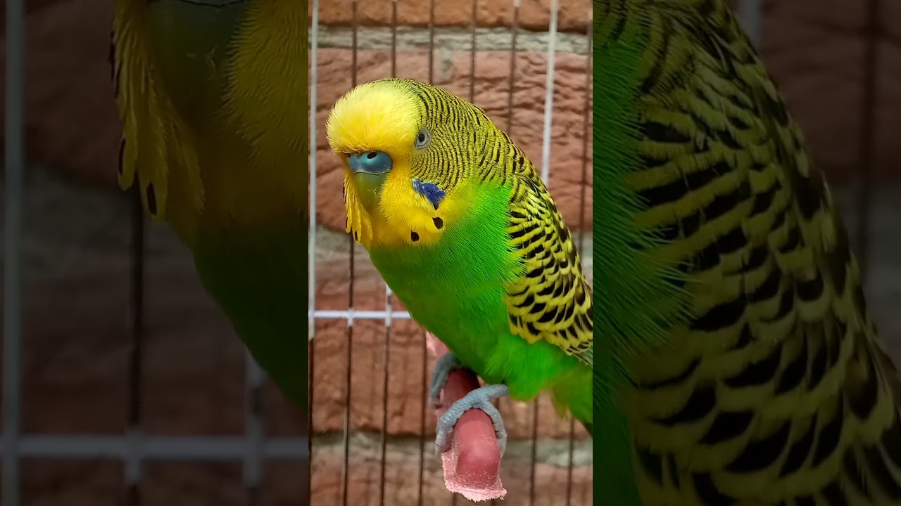 happy budgies chirping sound
