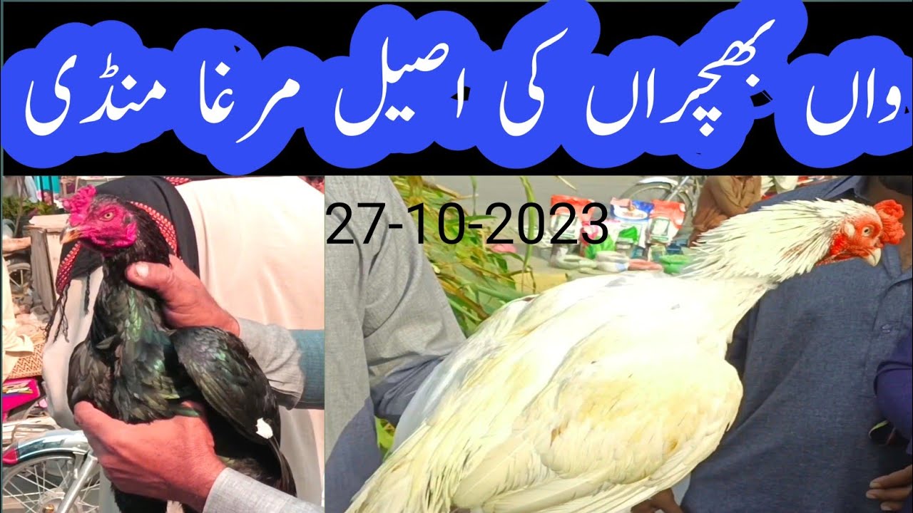 Waan Bahchran Aseel Mandi | Aseel Mandi |  Aseel Mianwali | Aseel Murghaa Mandi mianwali |