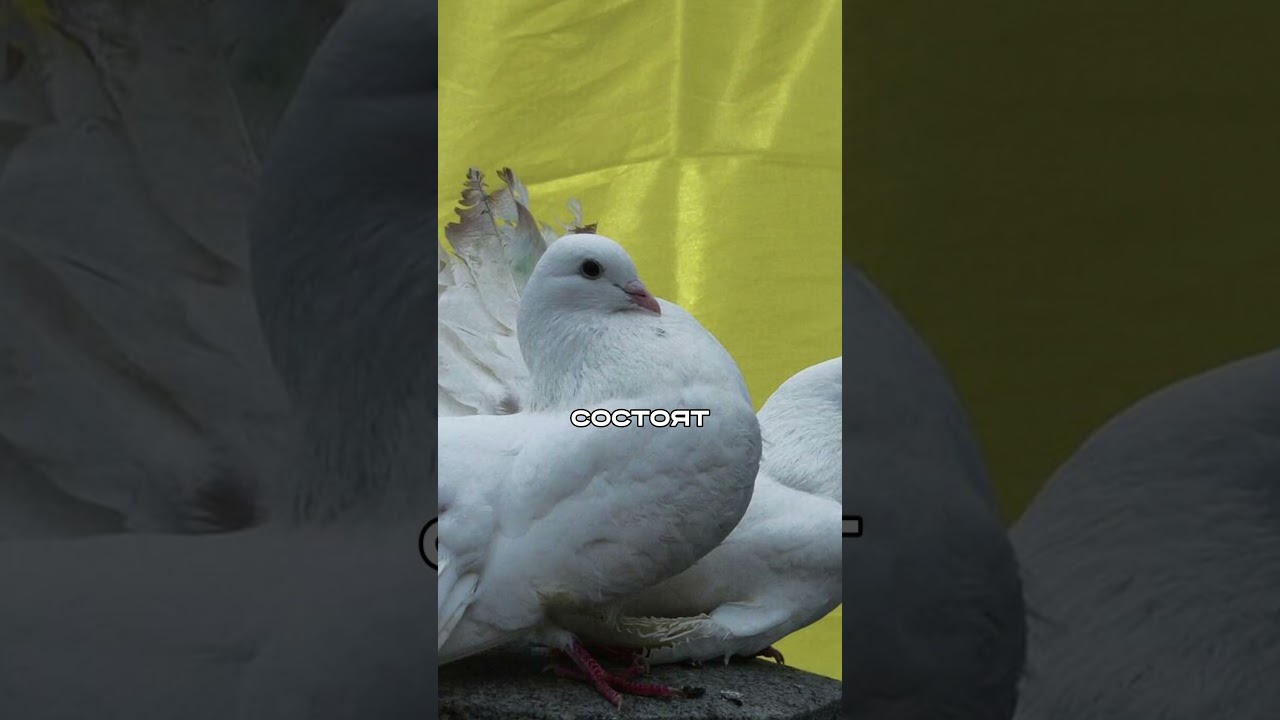 Украинец Женился на ТЁЩЕ, Чтобы Выехать из Страны