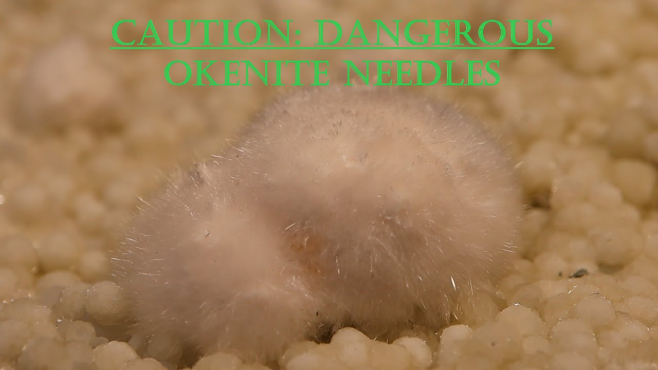 Okenite - Gems and Minerals Cabinet - Episode # 5