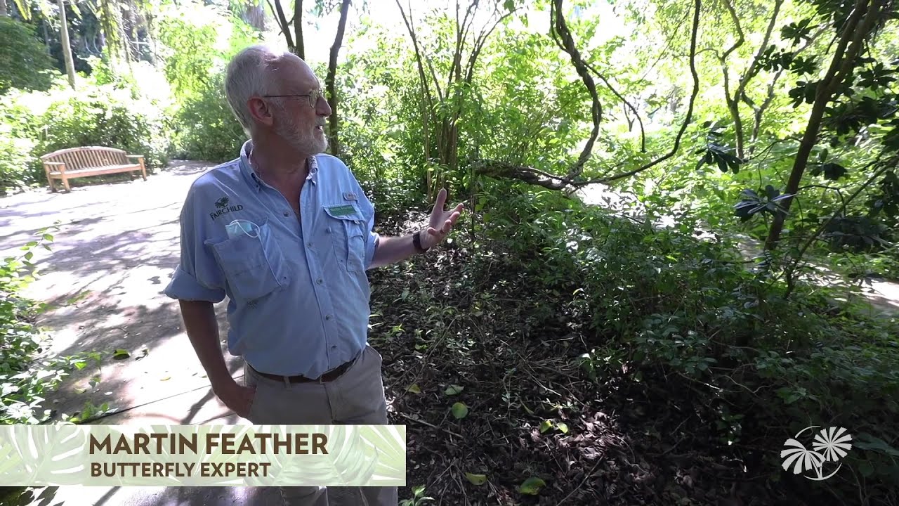 The Native Butterfly Garden