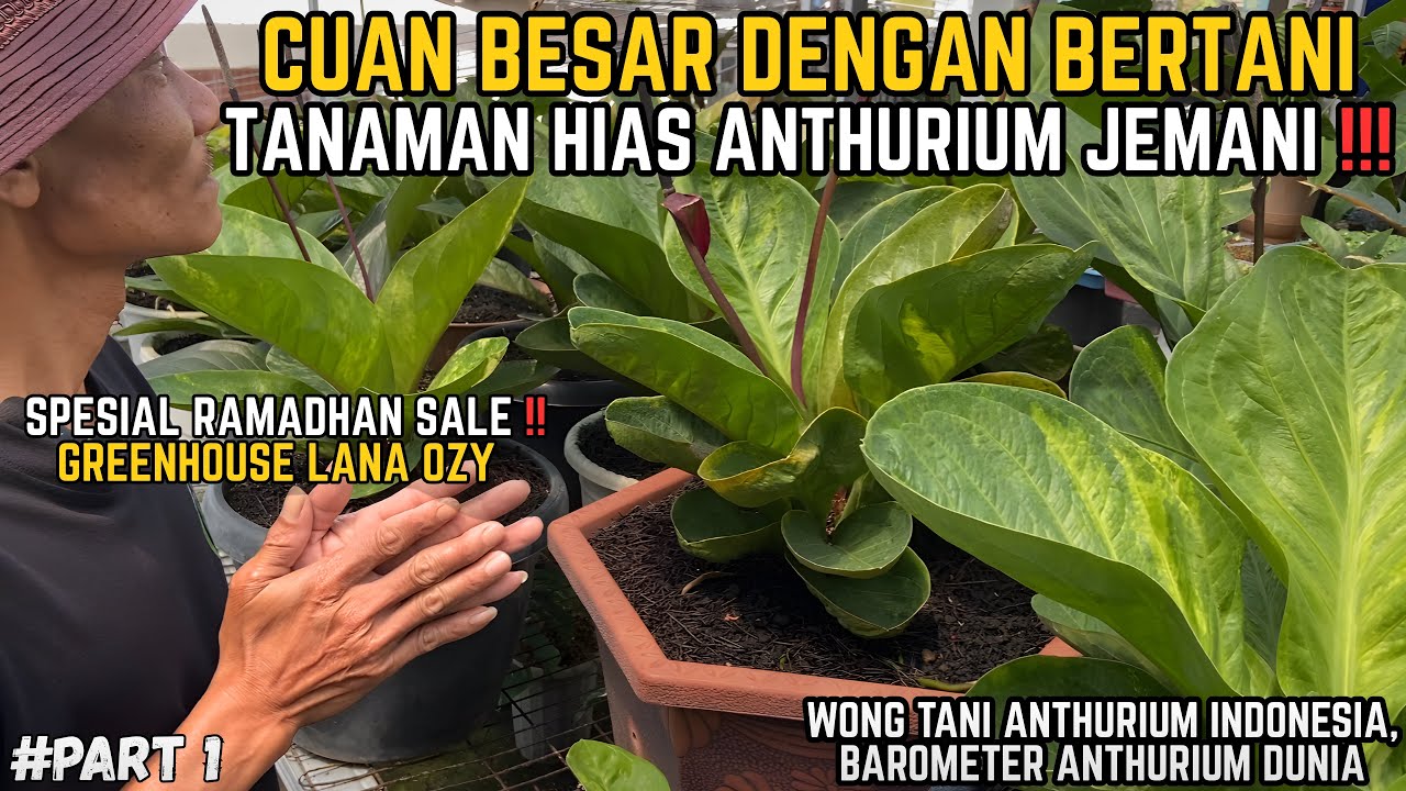 CUAN BESAR DENGAN BERTANI TANAMAN HIAS ANTHURIUM JEMANI‼️REVIEW INDUKAN ANTHURIUM JEMANI 