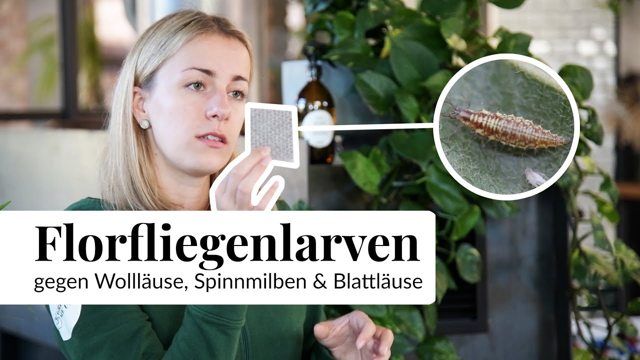 Wie wende ich Florfliegenlarven richtig an? Thripse, Spinnmilben und Wollläuse natürlich loswerden