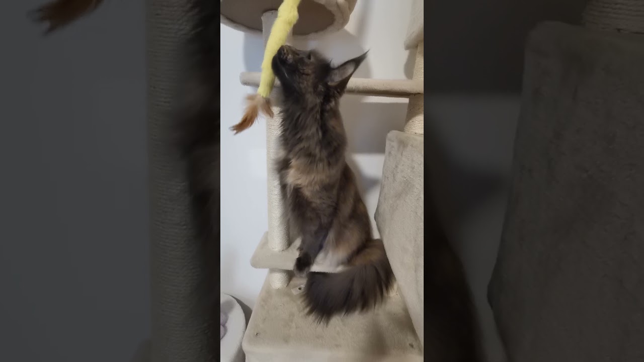 Chats en vacances - La vidéo du jour : 23/04/2025