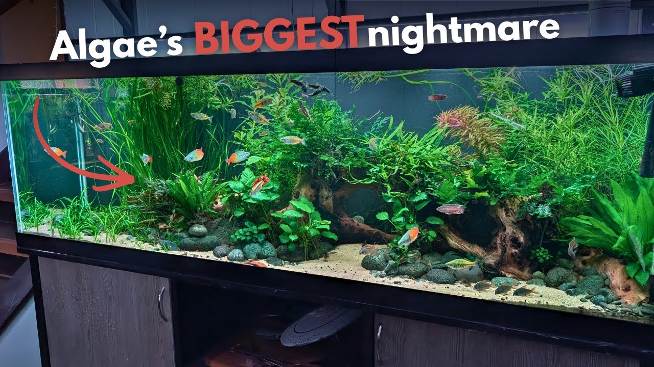 10 Things Algae Hates (And Your Plants Love)