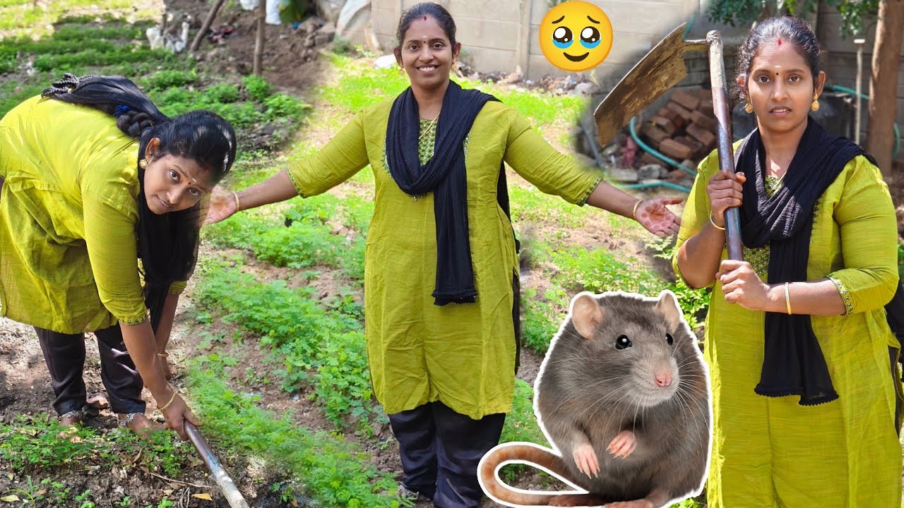 நம்ம வயல்ல எலி தொல்லை தாங்க முடியல 🥺 🐁🐀 இனிமே பொறுக்க முடியாது 😡 #karthikgowri
