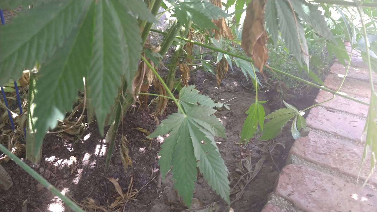 world record cannabis garden in Orange county California