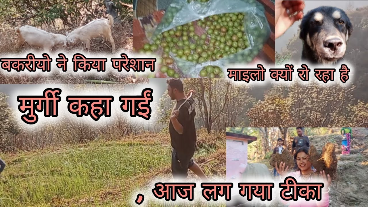 आज लग गया टीका| माइलो क्यों रो रहा है🐕😢| मुर्गी कहा गई? @Chauhan.pooja_mehta 