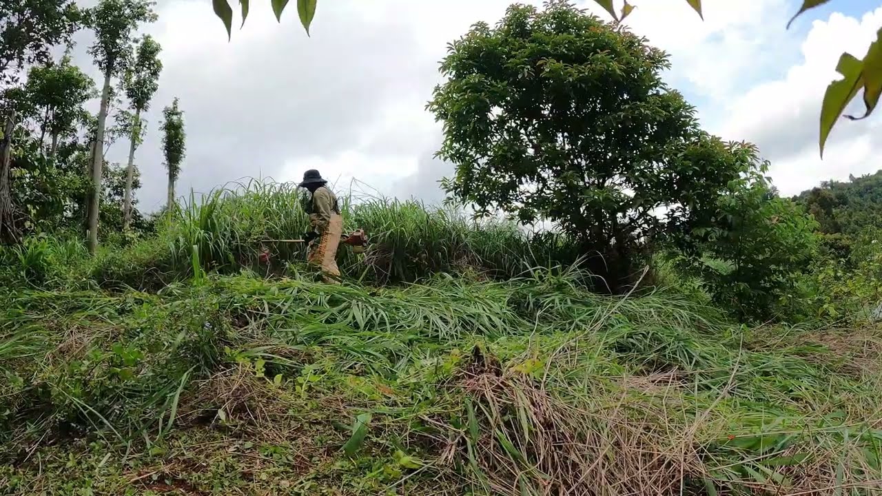 Satisfying work I Cleaning grass quickly 10000m2 wild grass