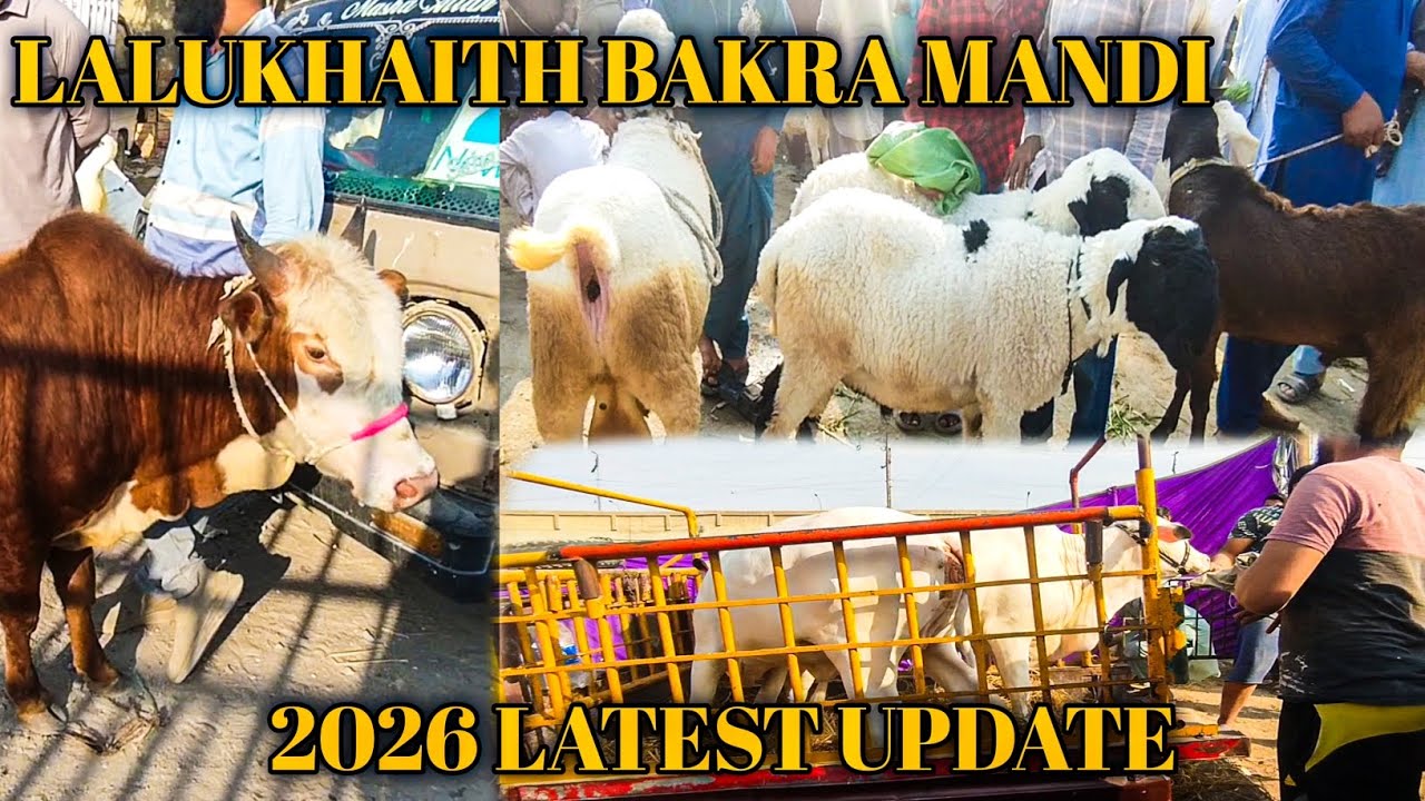 LALUKHAITH BAKRA MANDI LATEST UPDATE || RATES FULL HIGH || 2ND LAST WEEK 