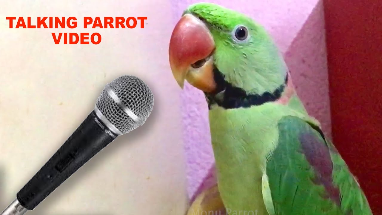 Parrot talking Parrot - Best Talking parrot video