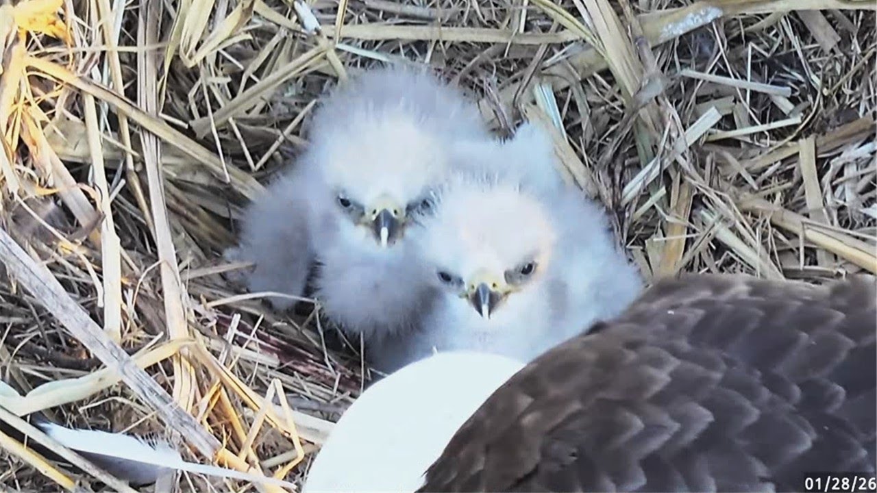 John Bunker Sands Eagles🦅Eaglets JBS 24🐥 &  JBS 25🐥 Begin Bonking Despite Full Pantry🐷 2026 Jan 28