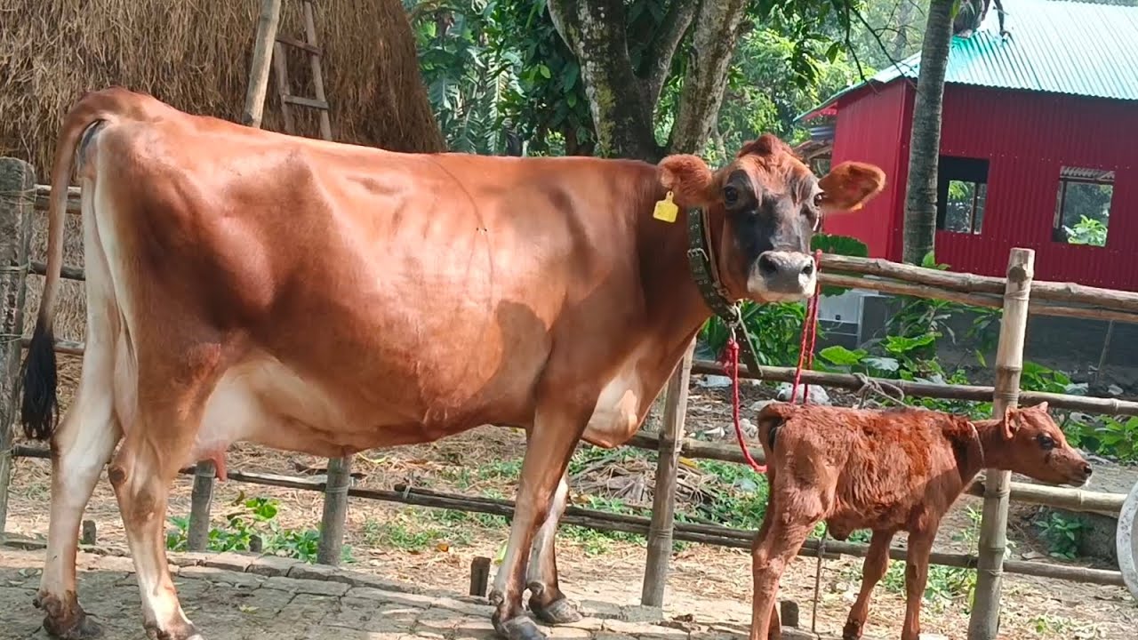 30/নং    সুইচব্যান্ড জার্সি গাভী 01728505241