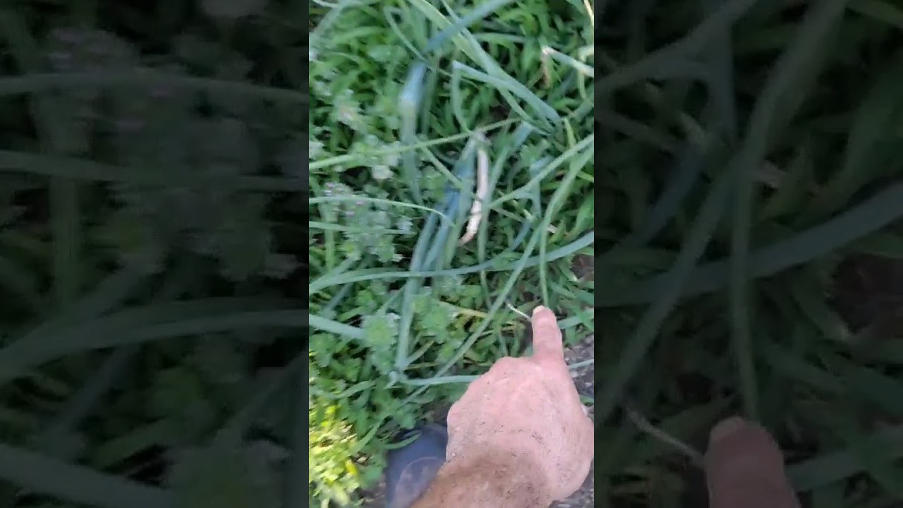all the onions have weeds growing thick beside it