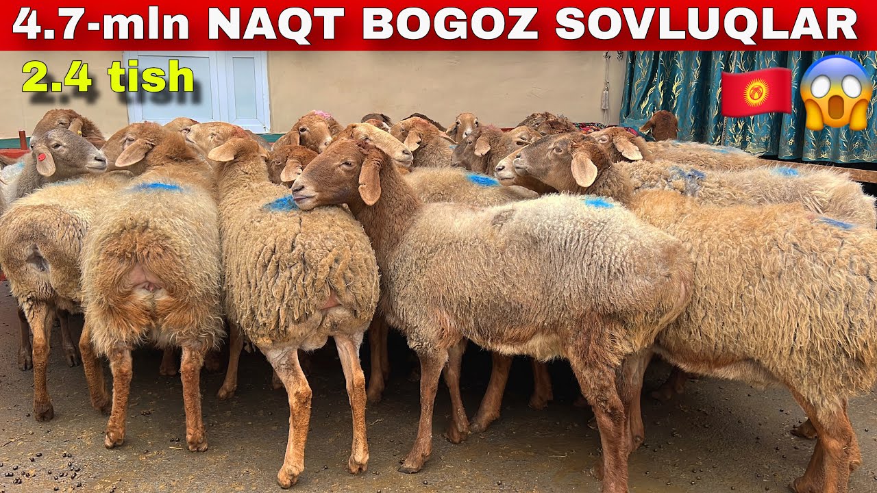 4.7-MLN.?🇰🇬 Qirg‘iziston 2-4 tish BOG’OZ SOVLUQLAR KELDI😱