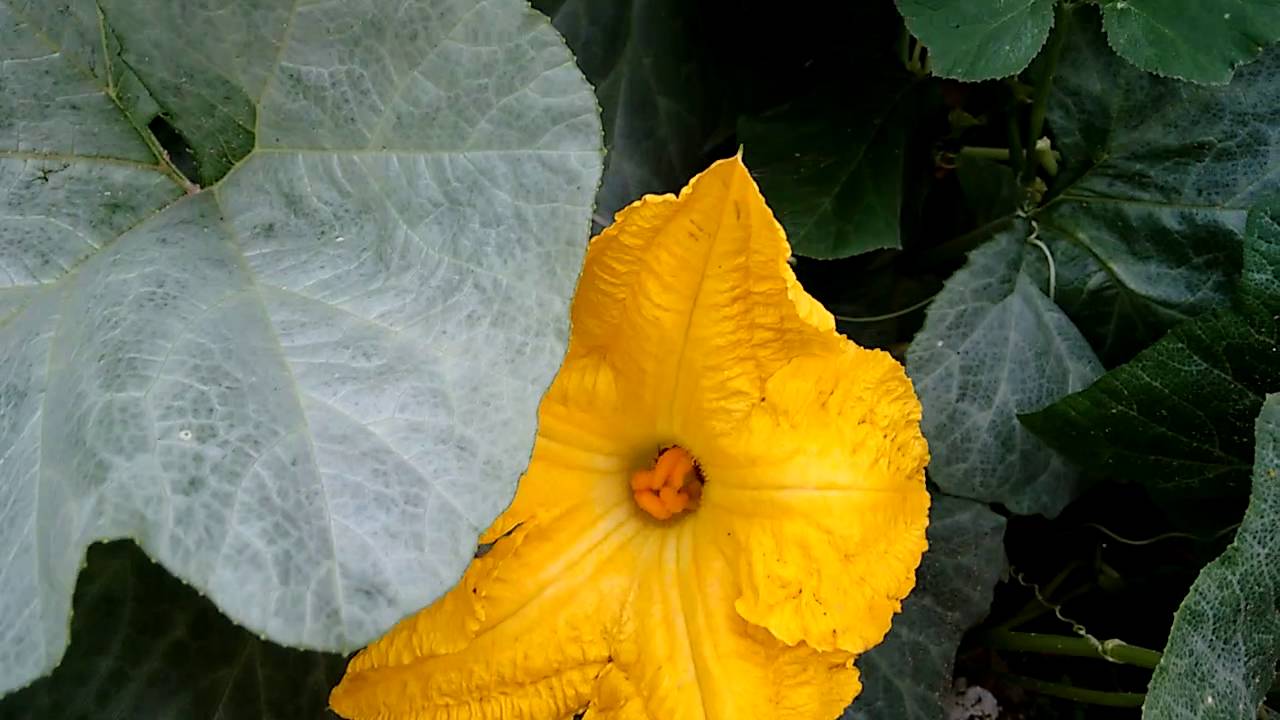 Polinização manual da abóbora, flor fêmea e macho.