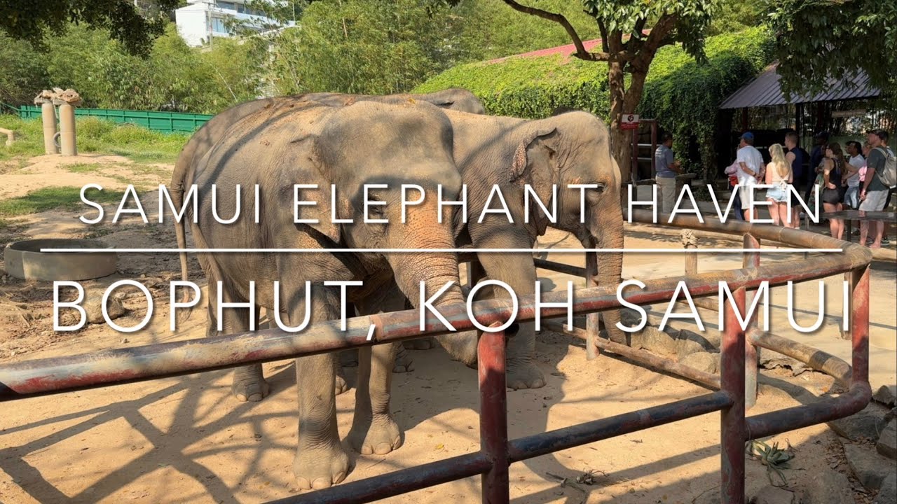 Samui Elephant Haven, Bophut, Koh Samui, Thailand 🇹🇭