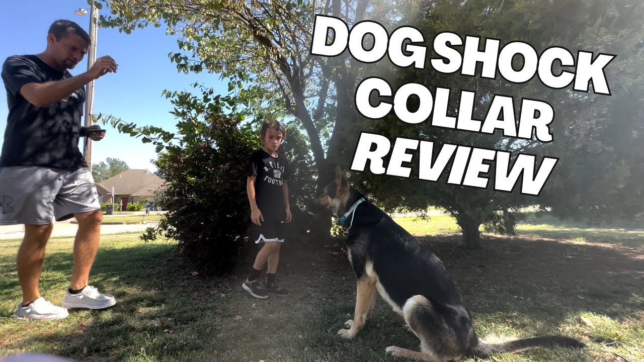 Dog Trainer's Choice: Waterproof IPX7 Shock Collar with Remote | Review Video!