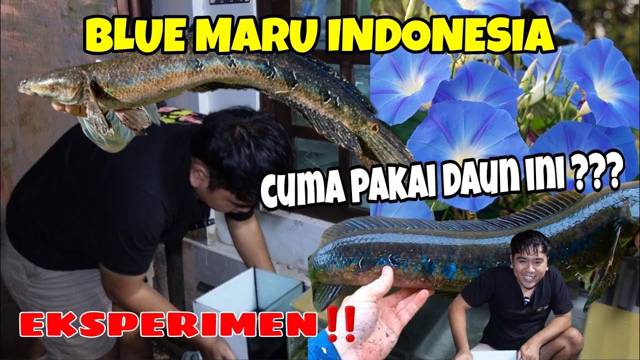 EKSPERIMEN‼️UBAH CHANNA YELLOW MARU JADI BLUE MARU,APAKAH BERHASIL⁉️