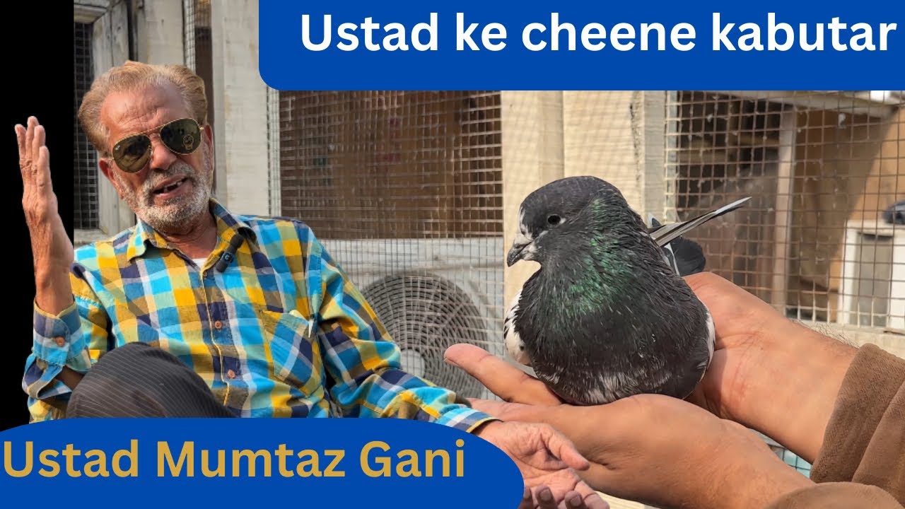 कलंच , चीने कबूतर उस्ताद मुमताज़ गनी के ।। शौक़ करें दोस्तों ।। Pigeon Space