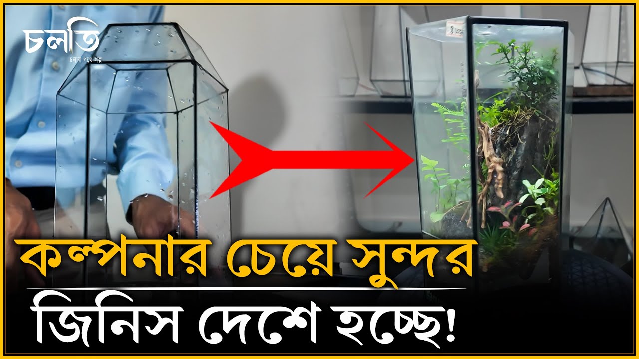 ঘরের ভেতর বনায়ন? কি নেই সেই বনে! | চলতি কৃষি