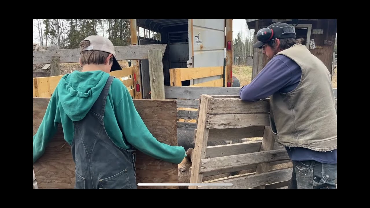 Он — ЧЕМПИОН в Loading PIGS!