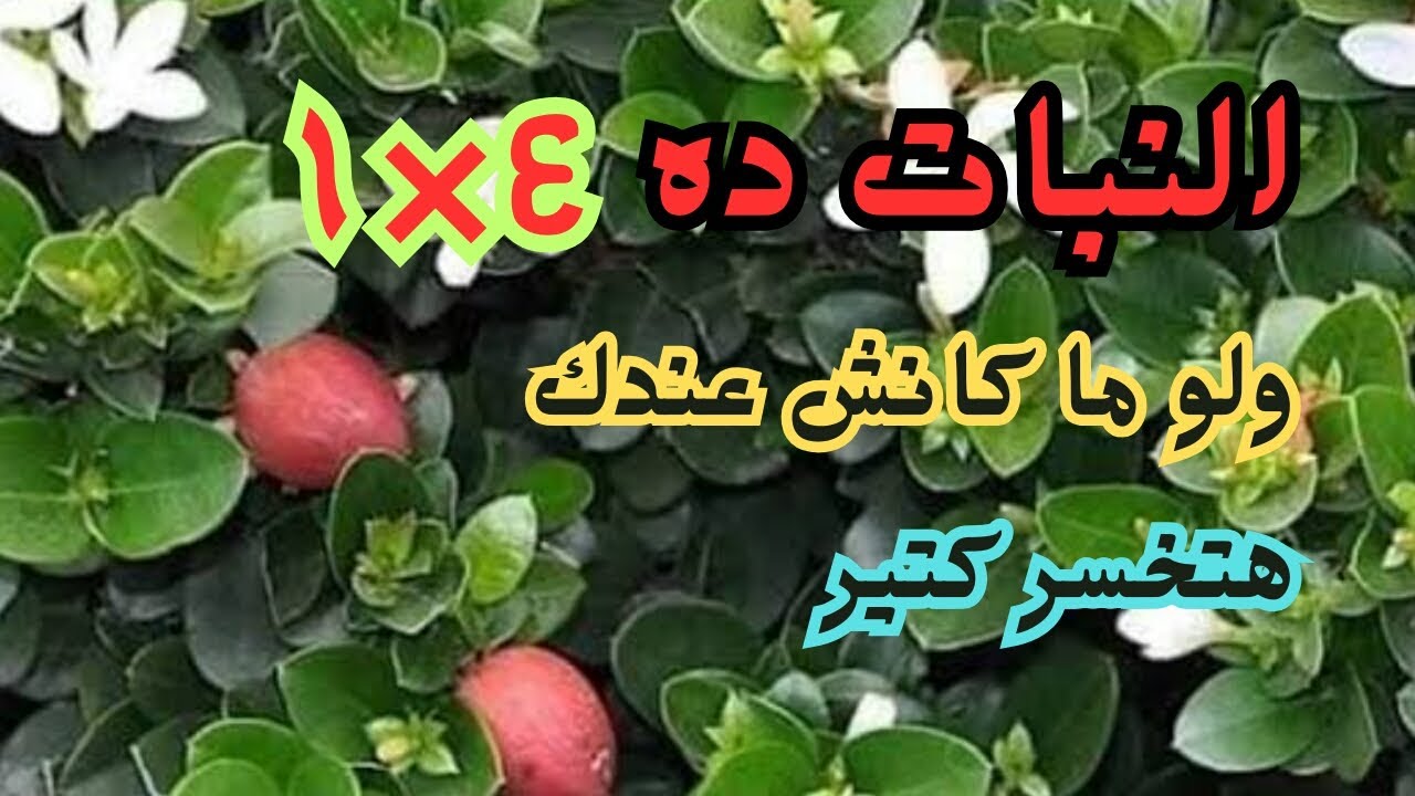 تعالوا هقول لكم ازاى بحتة سلك كهربا تعملوا ترقيد ناجح 100% لأجمل نبات الياسمين الافريقى - كاريسا
