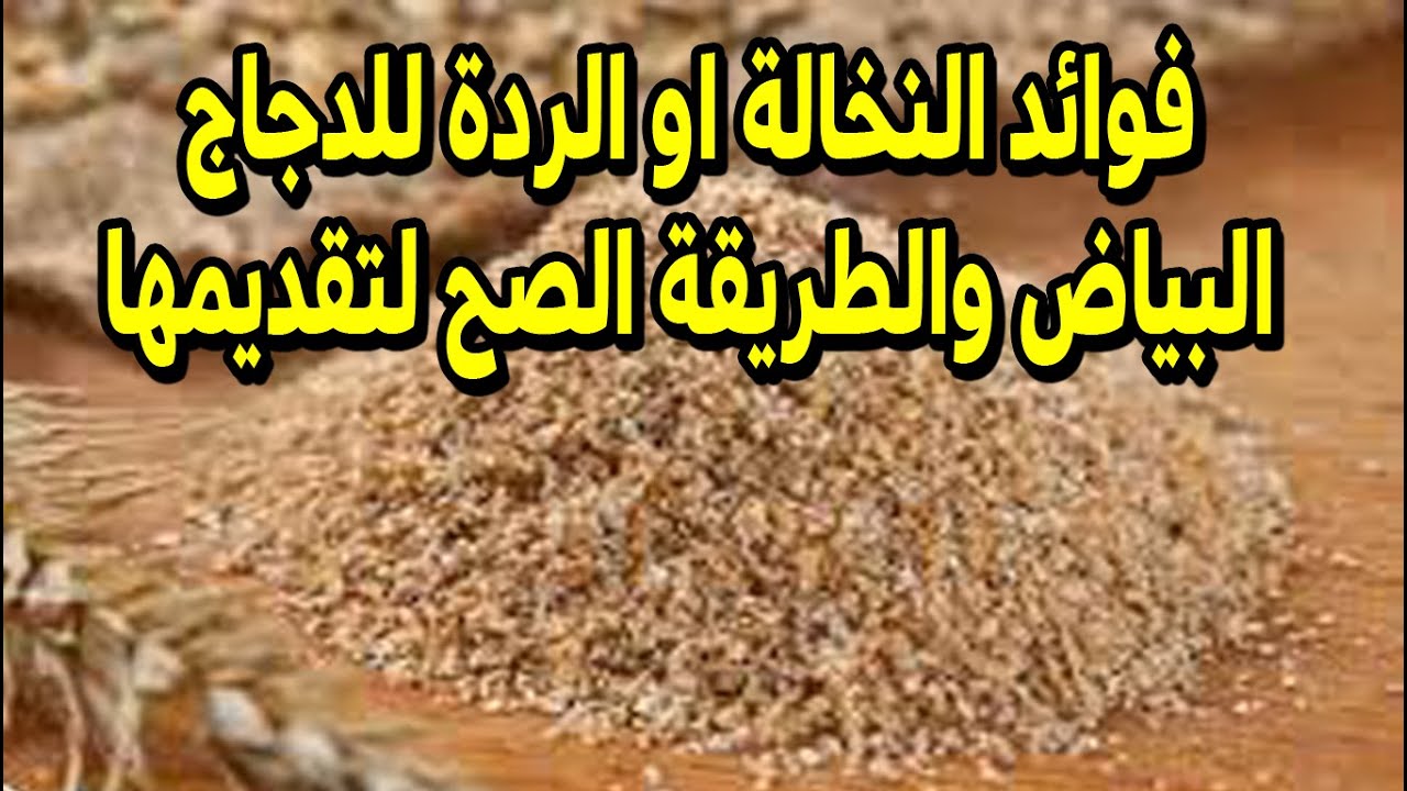 🐔هل النخالة او الردة مفيدة للدجاج البياض وكمان ممكن نعطيها للكتاكيت الصغيرة  #طيور_فوق_السطح