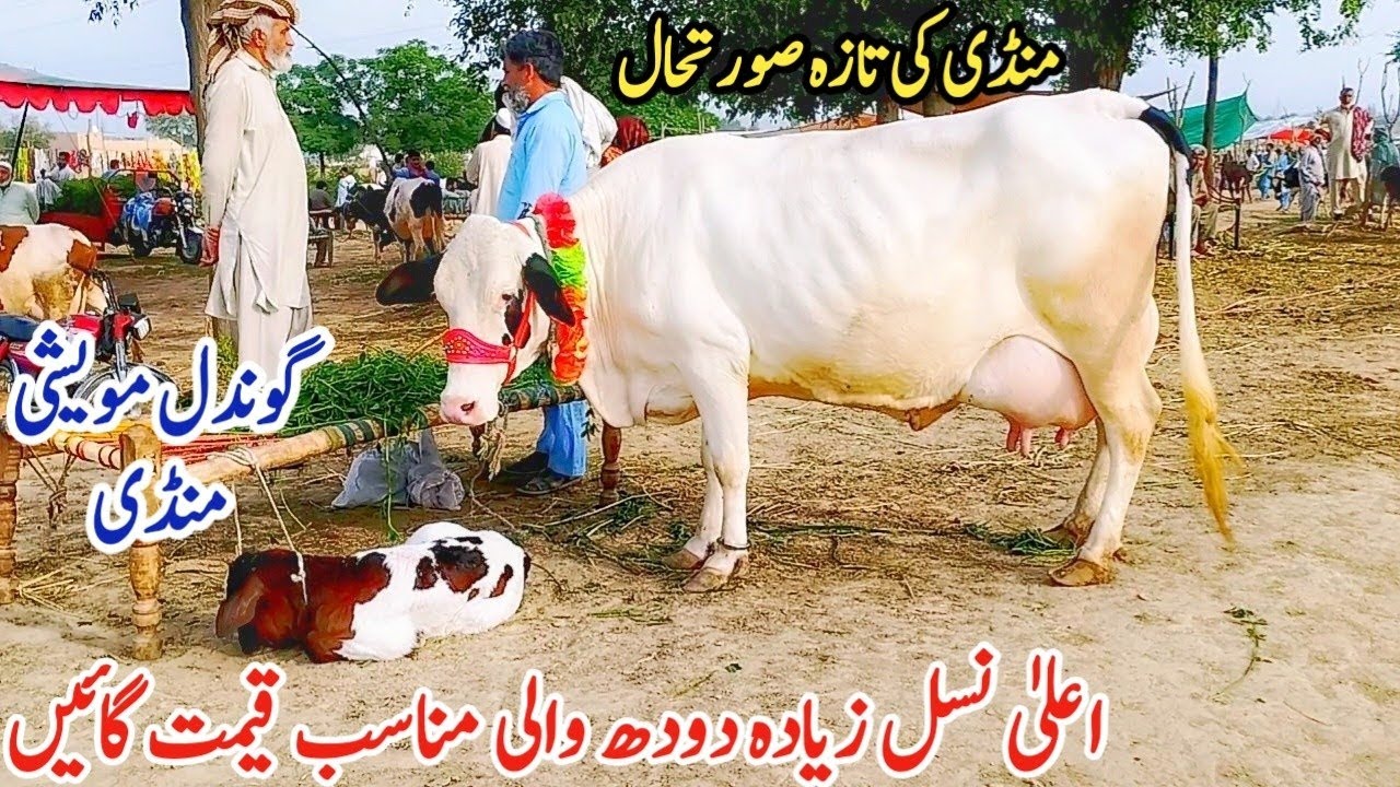 Gondal Mandi latest update 11Feb 2026!HF cow latest video!Cholistani cow in Pakistan!#cow#farming