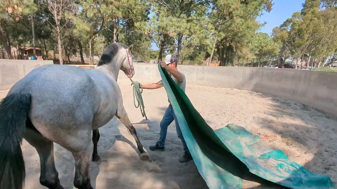 Doma Natural de Pandora LUSITANOS desesibilizando #domanatural #horse #viralvideo #lusitanohorse 