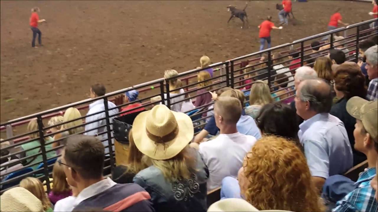 American Royal Calf Scramble 2016