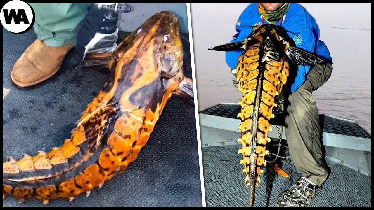 Le Premier Poisson Au Monde Qui Peut Parler