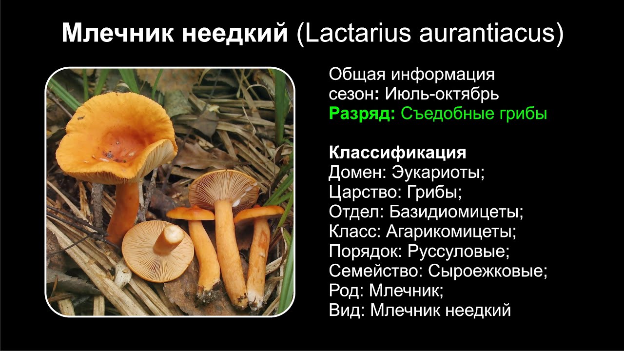 Млечник неедкий (Lactarius aurantiacus)