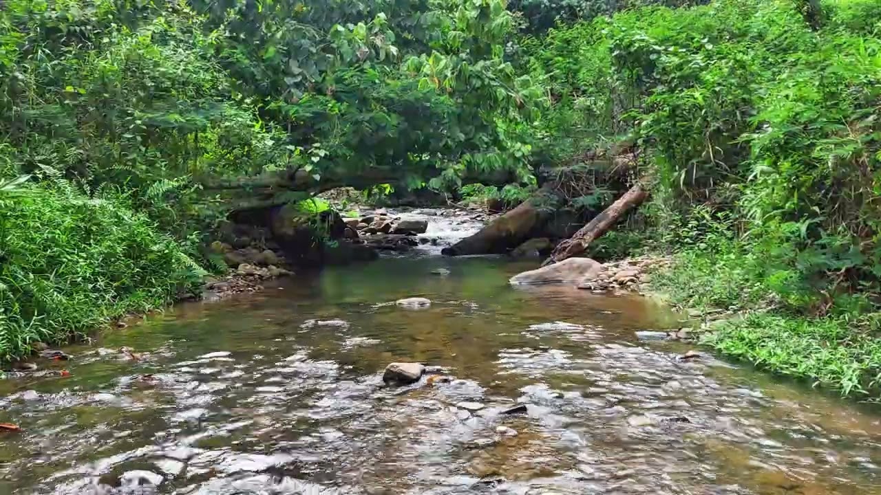 Deep Jungle River Ambience with Steady Water Flow Over Natural Rocks and Calming Water Sounds
