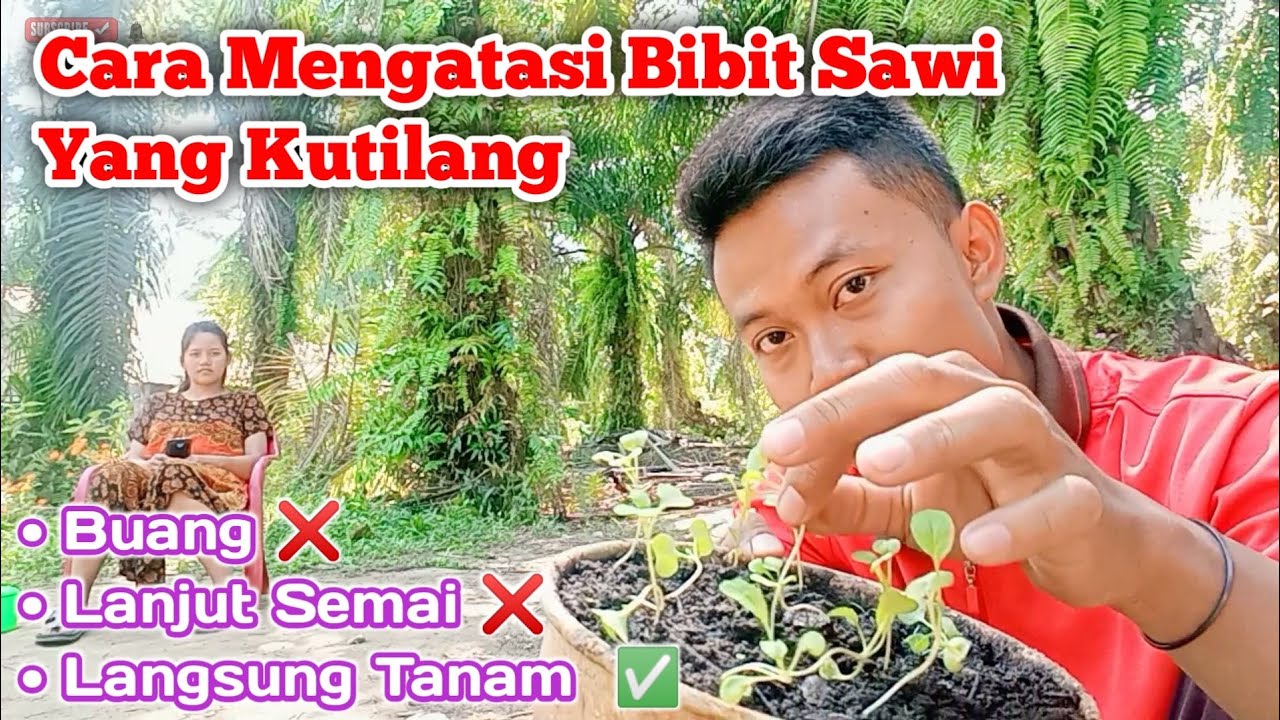 Begini Solusinya ‼️ Cara Mengatasi Bibit Sawi Yang Mengalami Kutilang